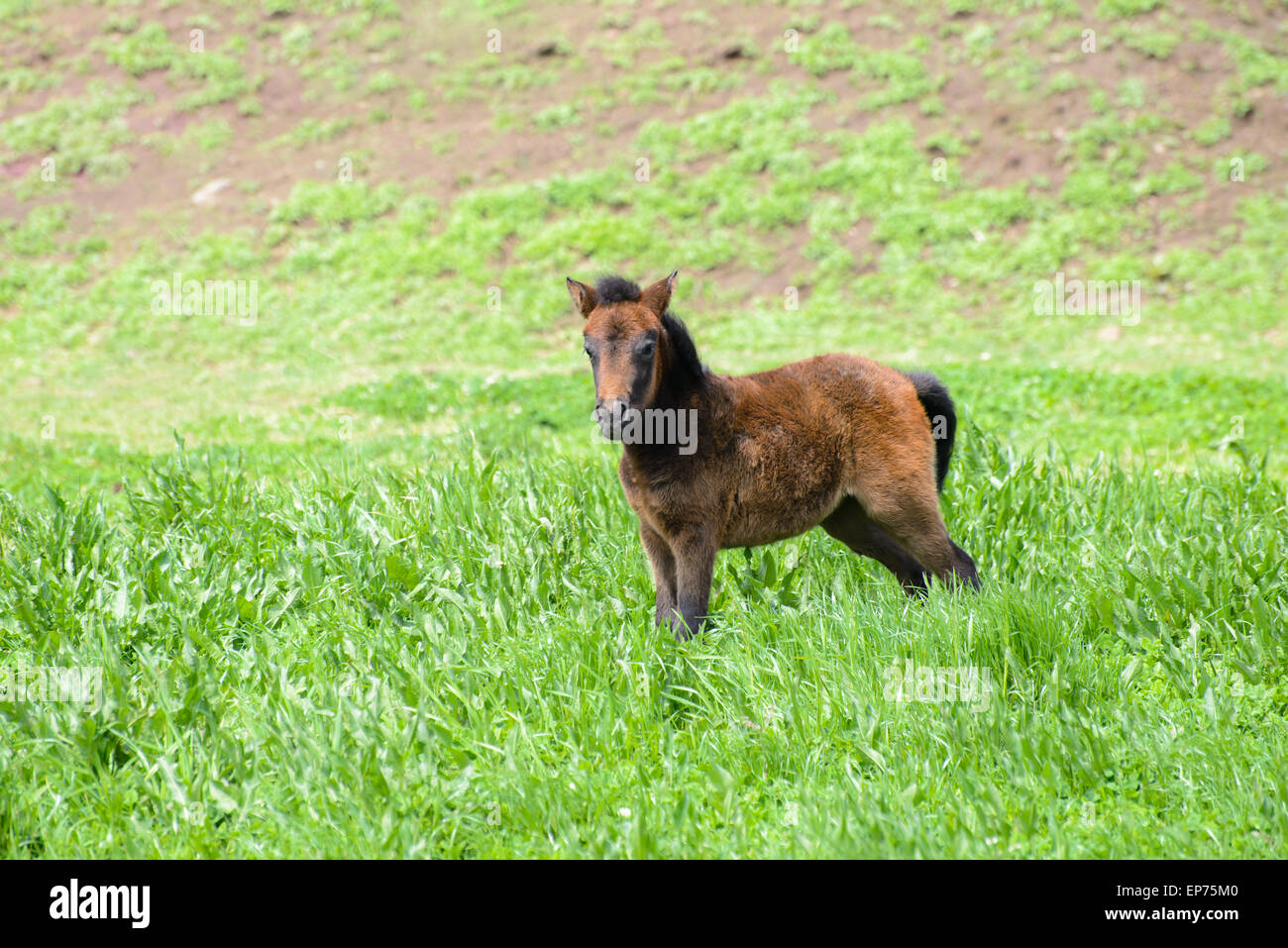 Yoeng Pony (eine Art kleines Pferd) in einer grünen Insel Jeju, Korea eingereicht. Stockfoto