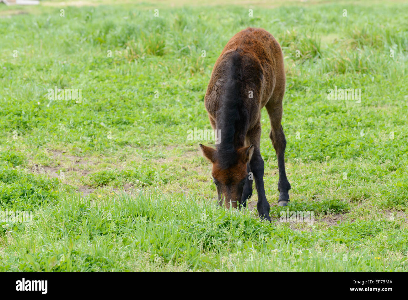 Yoeng Pony (eine Art kleines Pferd) in einer grünen Insel Jeju, Korea eingereicht. Stockfoto