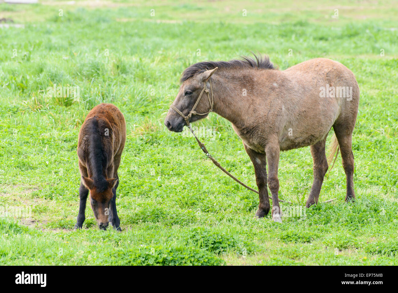 Jung und Mutter Pony (eine Art kleines Pferd) in einem grünen Feld in Insel Jeju, Korea. Stockfoto