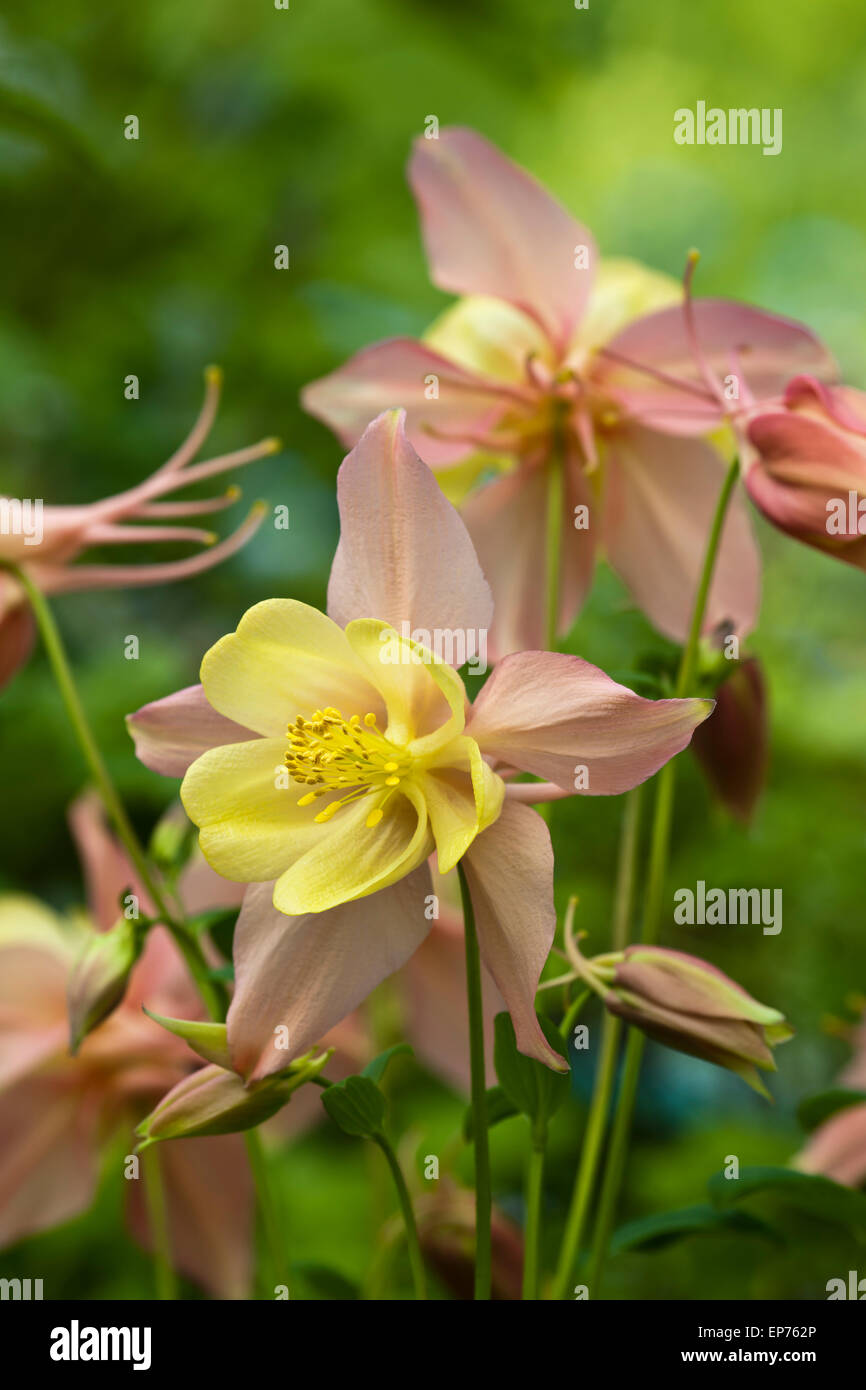 Aquilegia Vulgaris "Oregon" Stockfoto