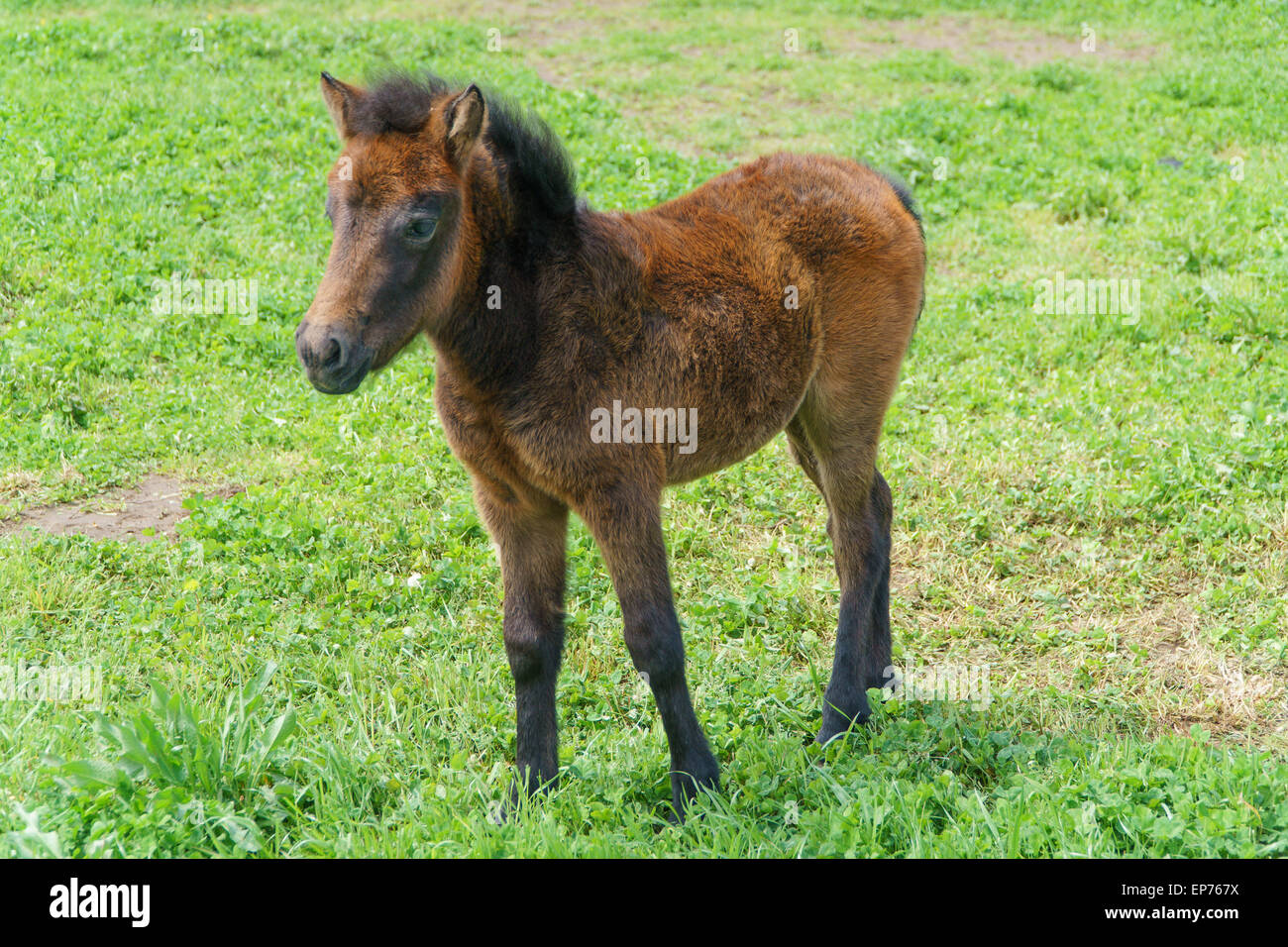 Yoeng Pony (eine Art kleines Pferd) in einer grünen Insel Jeju, Korea eingereicht. Stockfoto