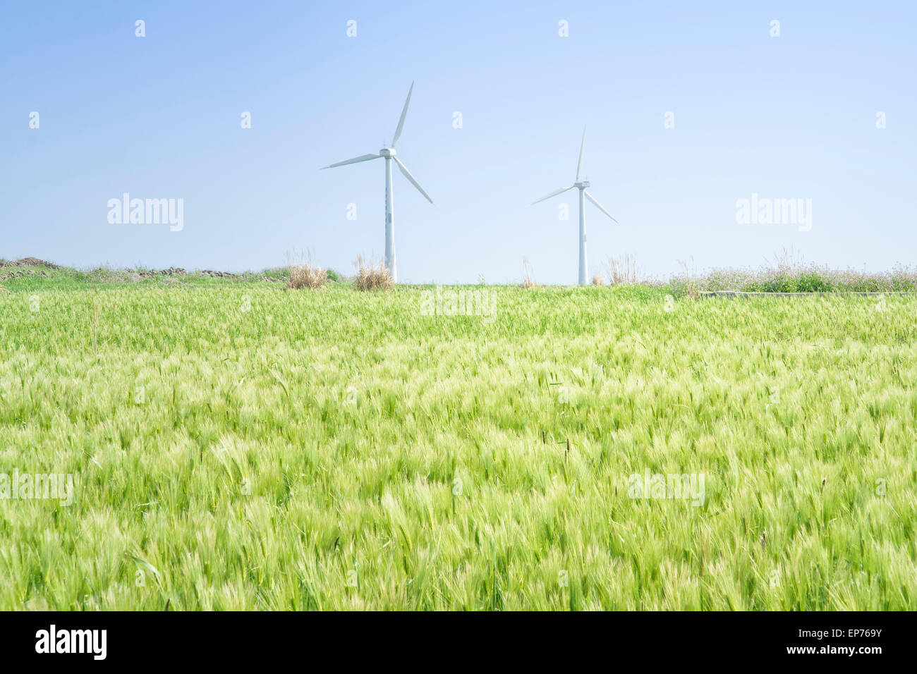 Landschaft der grünen Gerste Feld und Wind Generator mit blauen Himmel in Gapado Insel Jeju Insel in Korea. Stockfoto