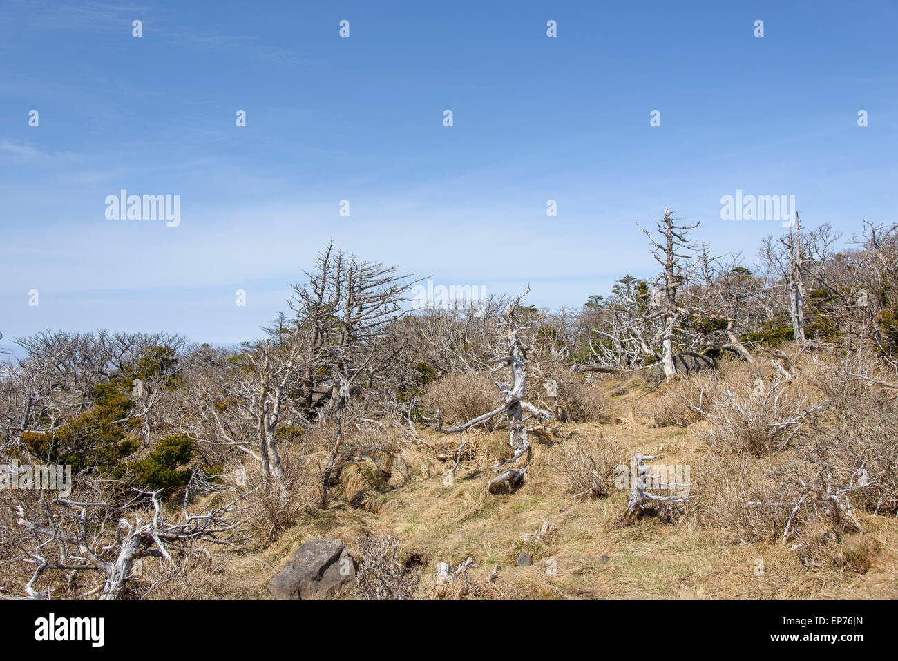 Landschaft mit Eiben, Blick vom Yeongsil Trail Kurs in Halla Mountain National Park in Insel Jeju, Korea. Stockfoto