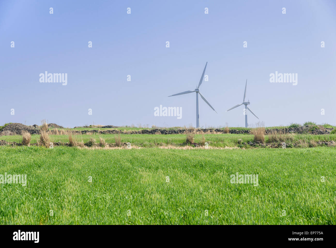 Landschaft der grünen Gerste Feld und Wind Generator mit blauen Himmel in Gapado Insel Jeju Insel in Korea. Stockfoto