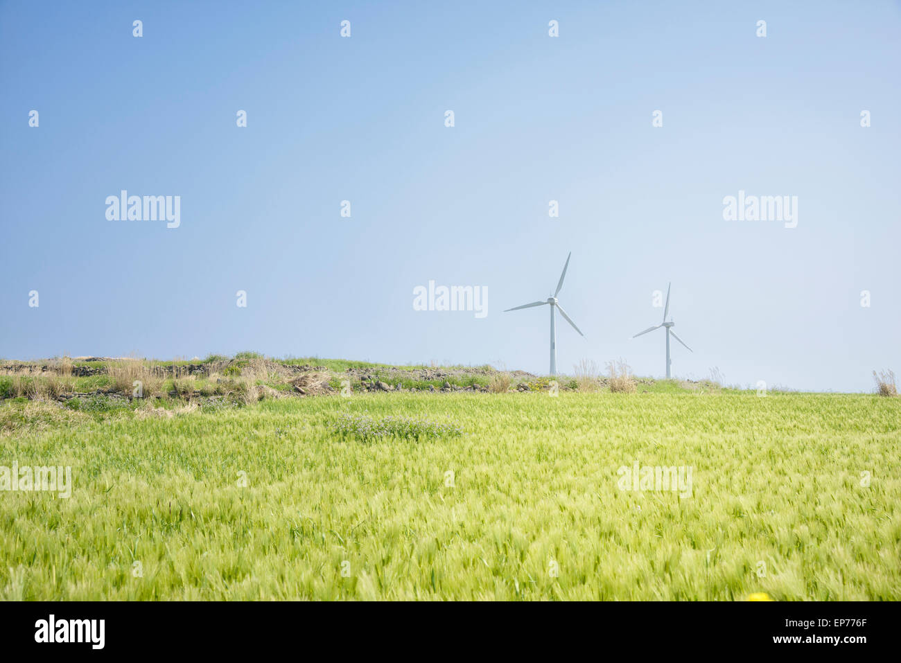 Landschaft der grünen Gerste Feld und Wind Generator mit blauen Himmel in Gapado Insel Jeju Insel in Korea. Stockfoto