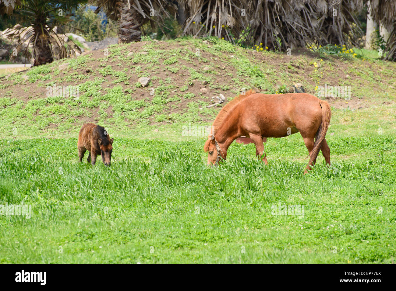 Jung und Mutter Pony (eine Art kleines Pferd) in einem grünen Feld in Insel Jeju, Korea. Stockfoto