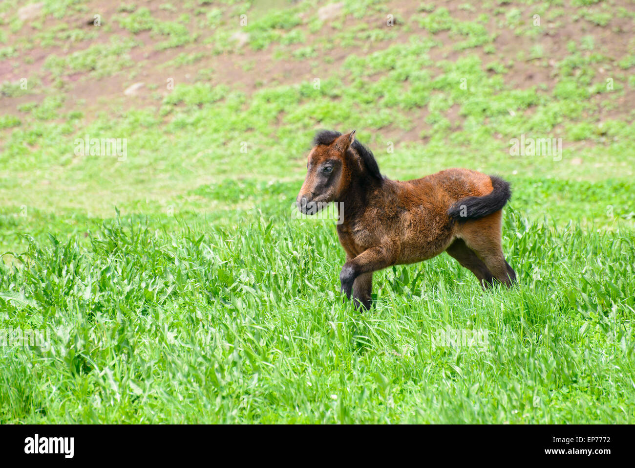 Yoeng Pony (eine Art kleines Pferd) in einer grünen Insel Jeju, Korea eingereicht. Stockfoto