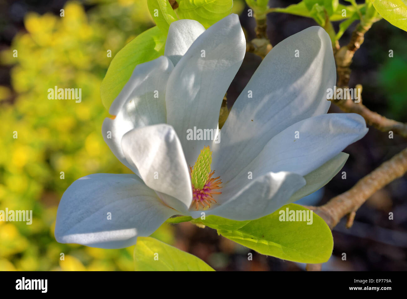 Magnolia ist eine große Gattung von etwa 210 blühende Pflanzenarten in der Unterfamilie Magnolioideae von der Familie Magnoliaceae Stockfoto