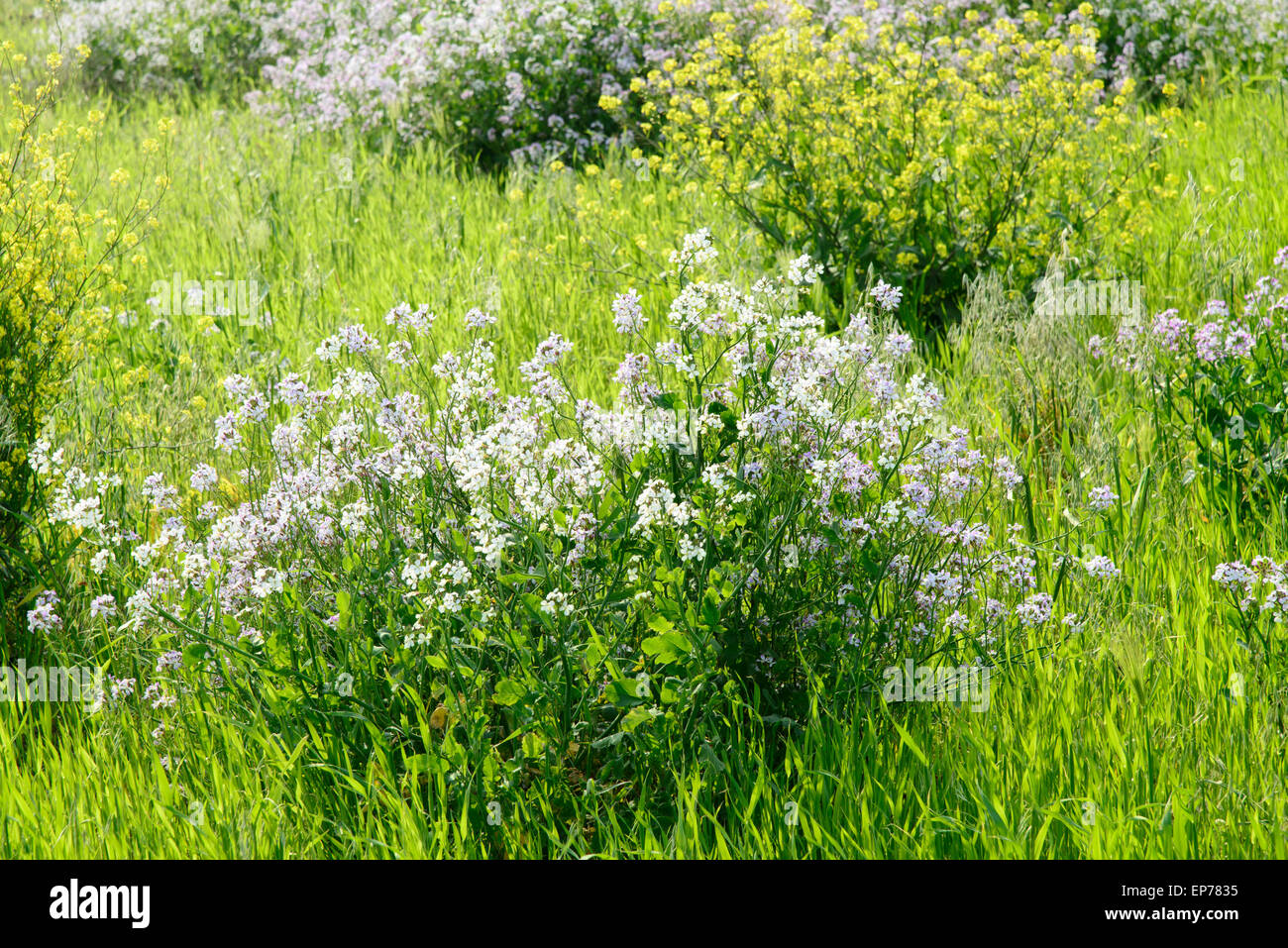 Raphanus Sativus var. Hortensis für. Raphanistroides Blumen in einem Feld in Gapado Insel Jeju-Do, Korea. Stockfoto