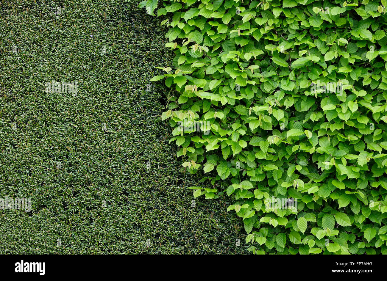 abgeschnittene Taxushecke und grüne Blätter im Garten Stockfoto