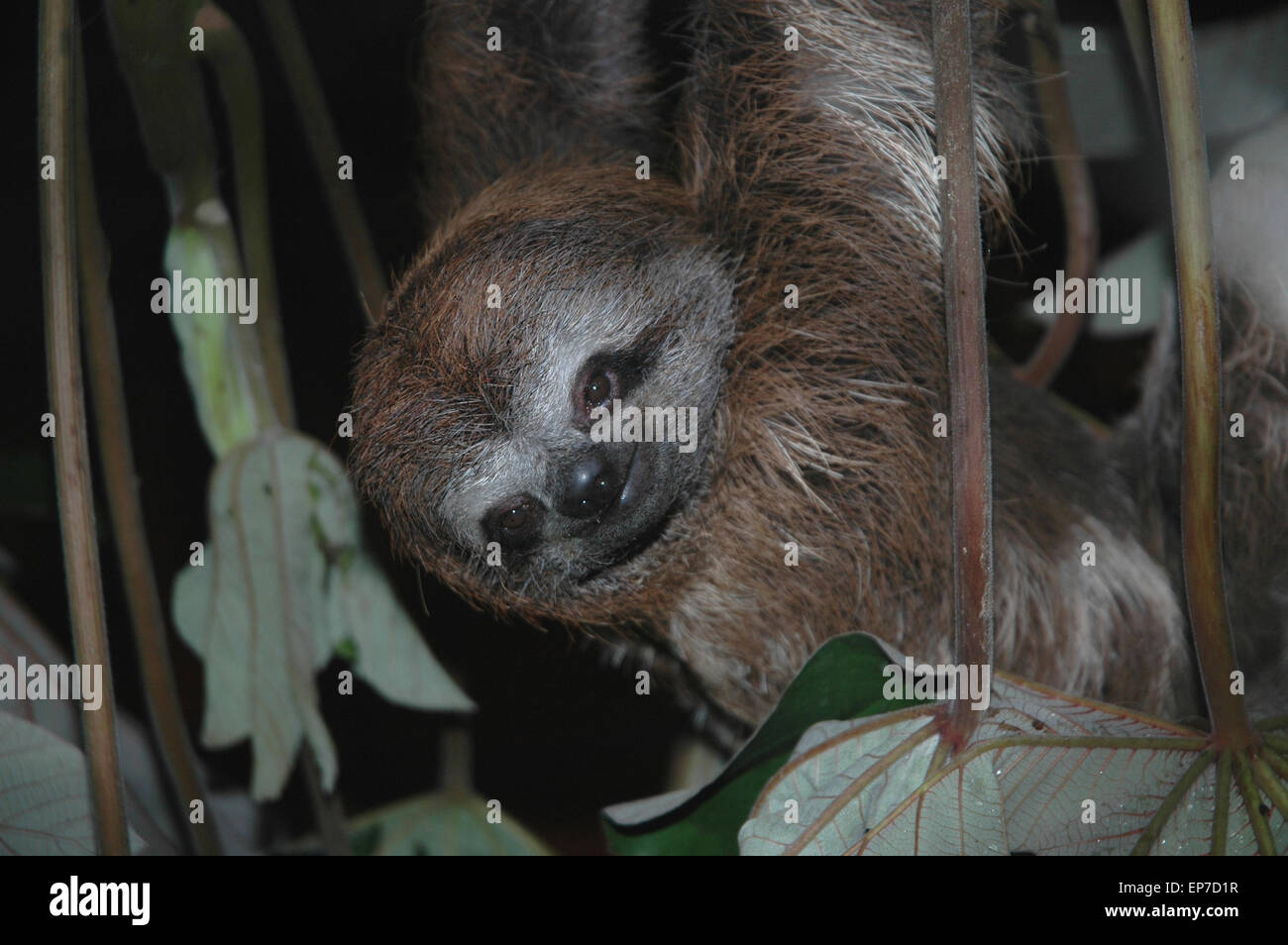 Ilhéus, Brasilien: Faultier auf CEPLAC Plantage Stockfoto