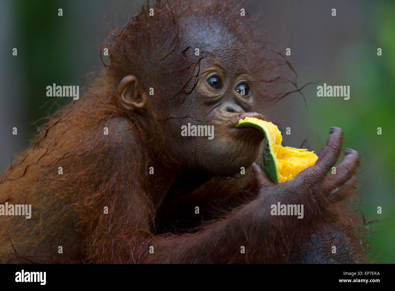 Baby Orangutan essen Mango Stockfoto