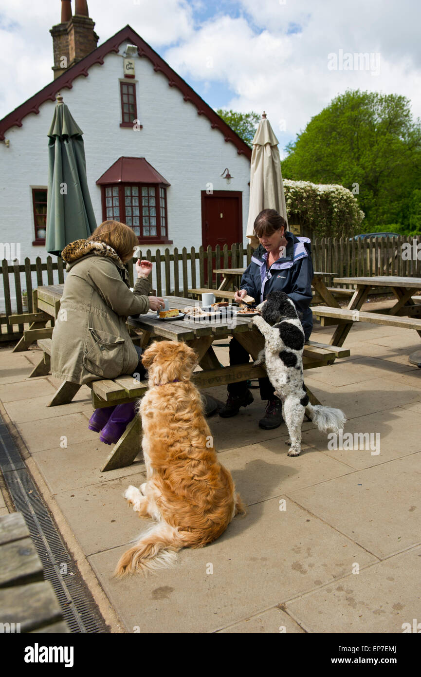Zwei Frauen sitzen auf Holzbänken und einige Erfrischungen zwar ihre gehorsame Hunde anschauen, England, UK. Stockfoto