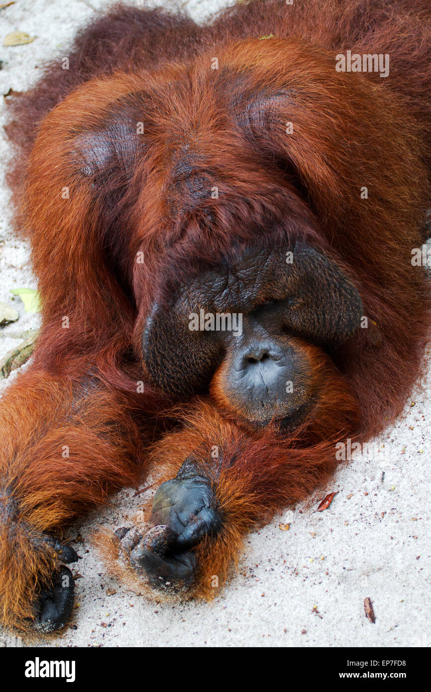 Großen Orang-Utan mit Wangenpolster Stockfoto