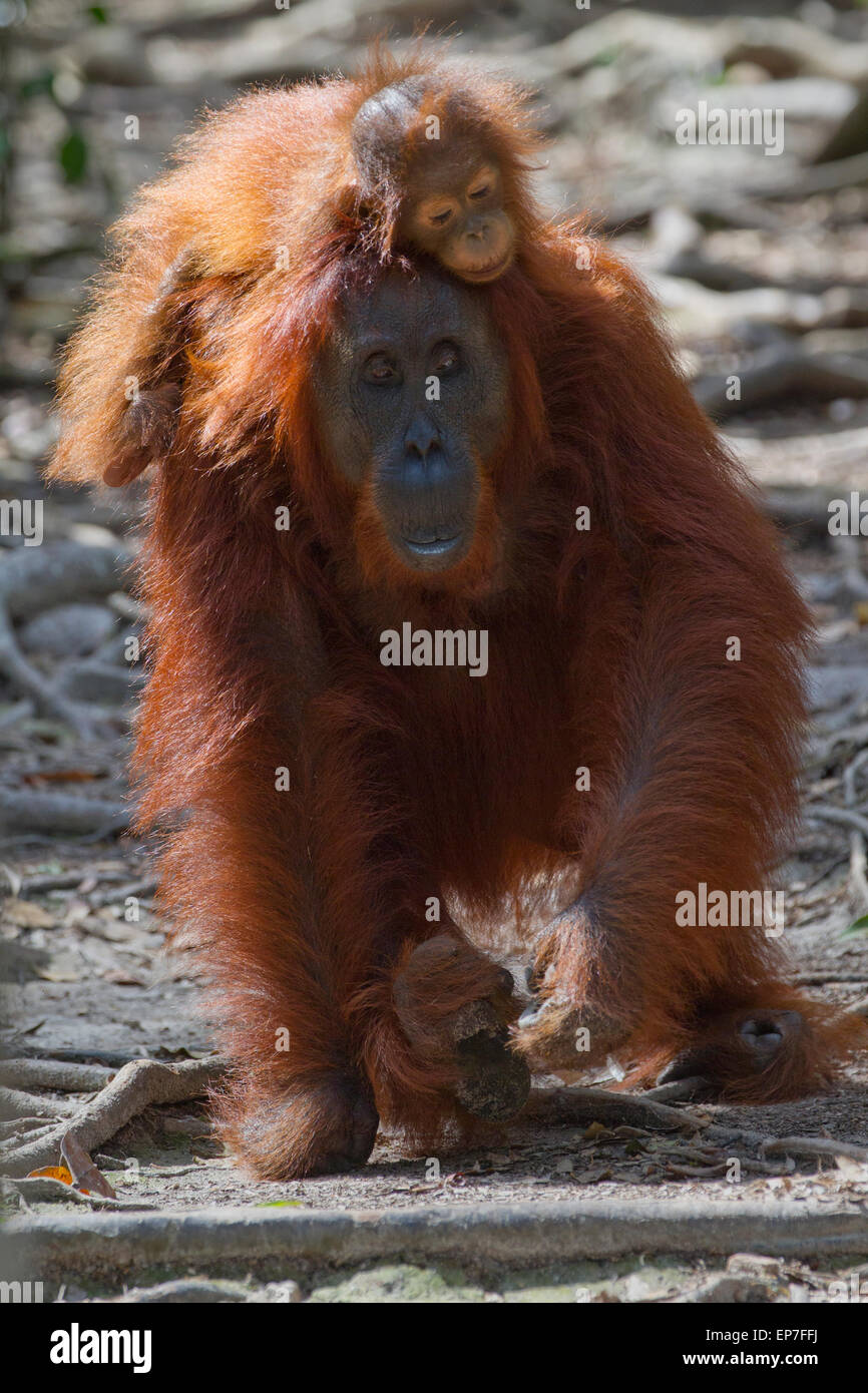Baby Orangutan auf Mutters Rücken hängen Stockfoto