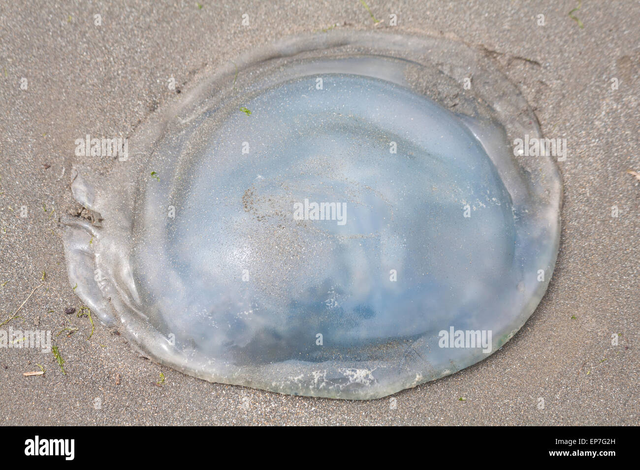 Quallen, Quallen, gewaschen bis auf Newport Sands Beach im Pembrokeshire Coast National Park, Wales im Mai Stockfoto