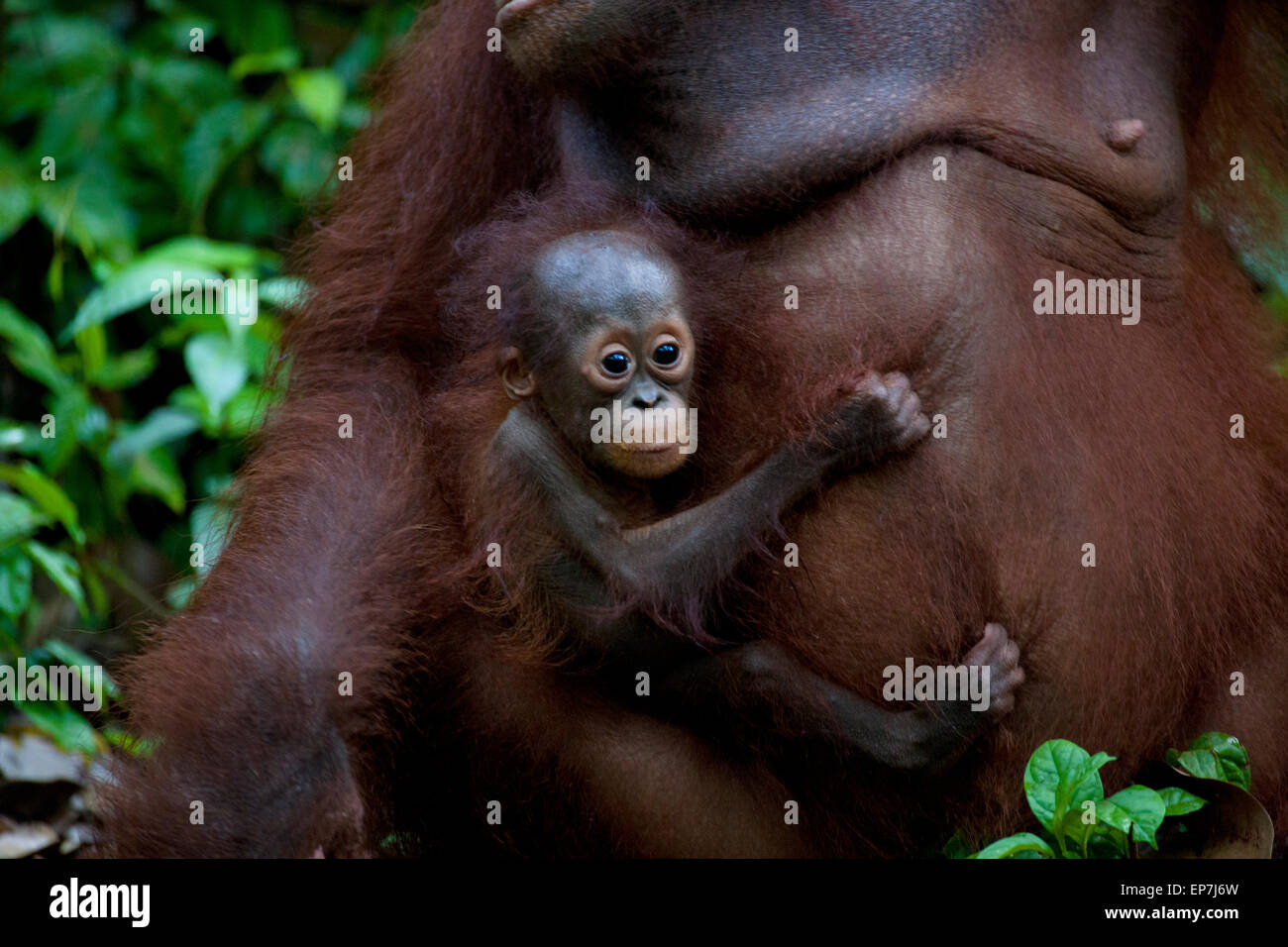 Baby Orang-Utan Mutter hängen Stockfoto