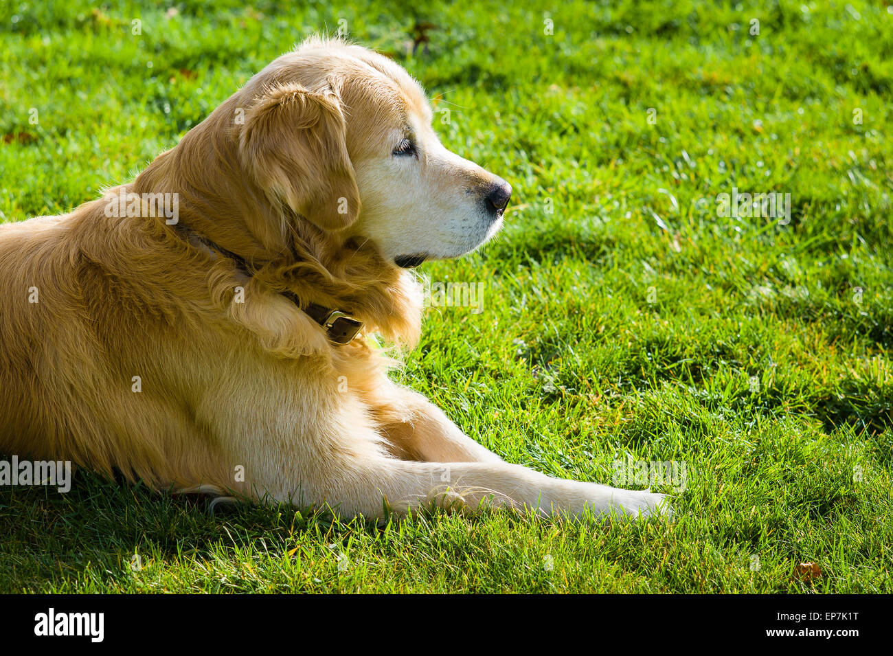 Golden Retriever Hund ruht auf einer Wiese Stockfoto