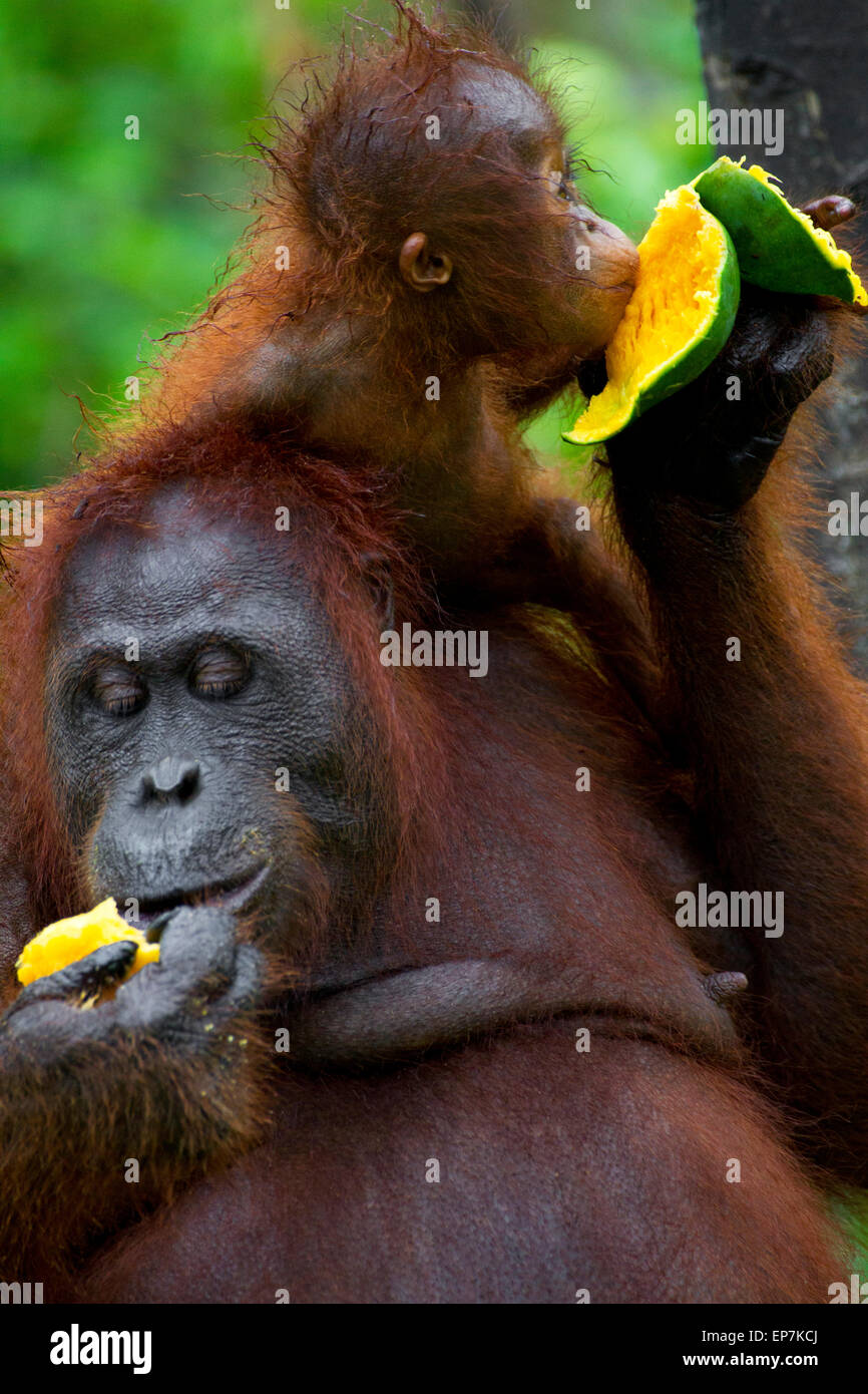 Mutter und Baby Orang-Utan Familie Verhalten Stockfoto