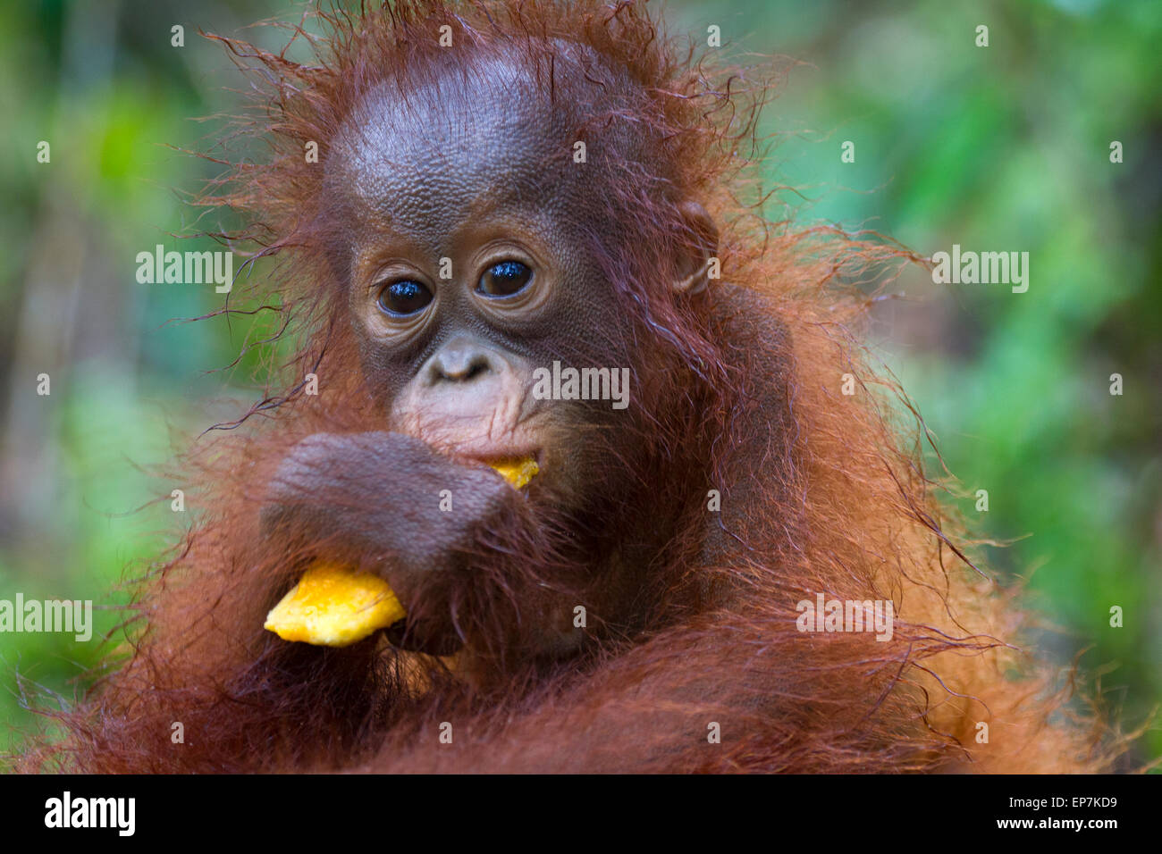 Baby Orangutan in frühen Alter Stockfoto