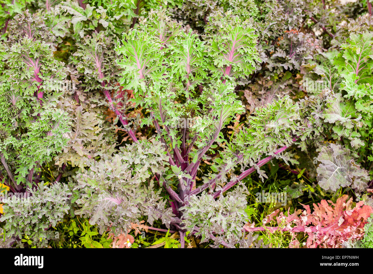 Russische Grünkohl wächst in einem schottischen Garten UK Stockfoto