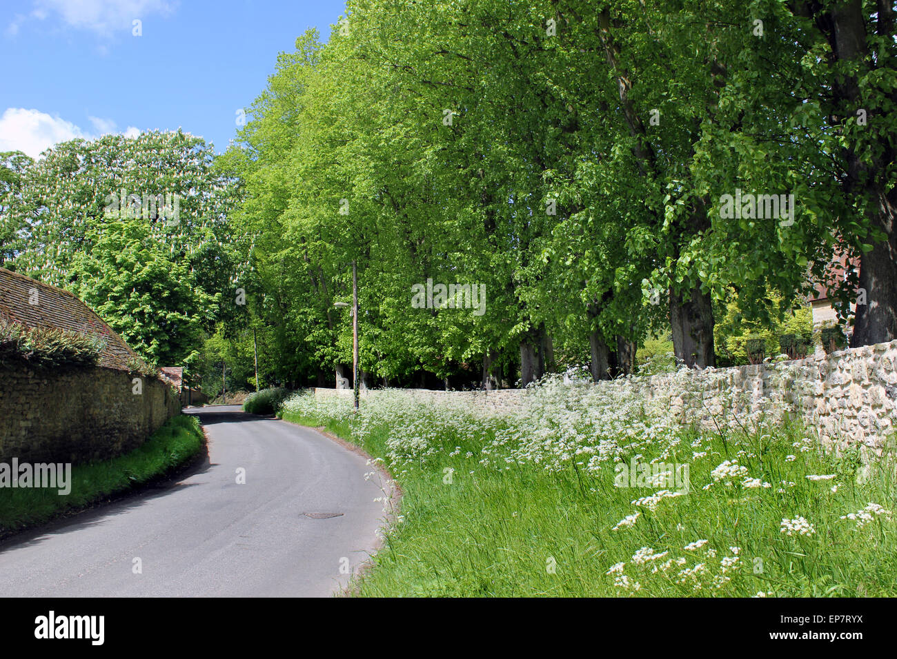 Landschaft, die kurvenreiche Straße flankiert von Kuh Petersilie und eine Reihe von Linden Stockfoto