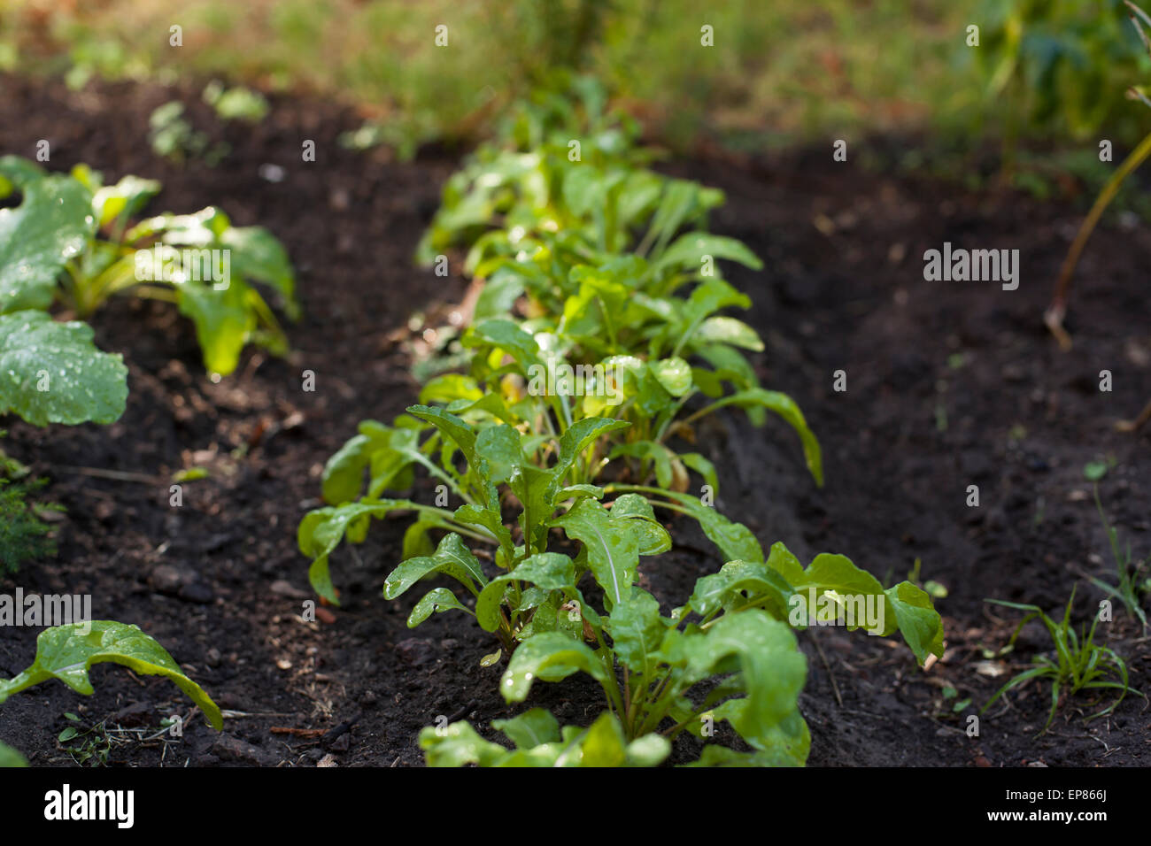 Rucola-Pflanze wächst aus dem Boden in Bio-Gemüse Garten. Stockfoto