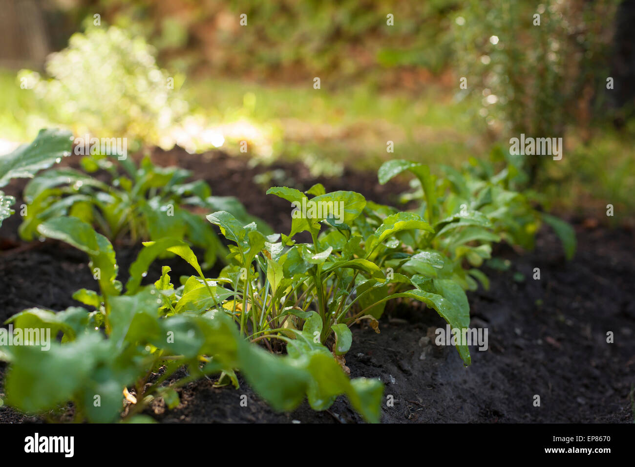 Rucola-Pflanze wächst aus dem Boden in Bio-Gemüse Garten. Stockfoto