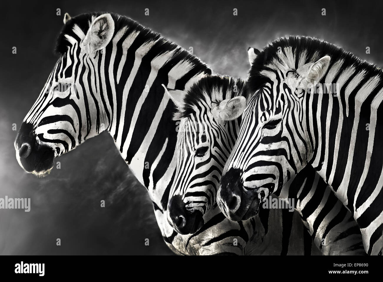 Zebra-Familie Stockfoto