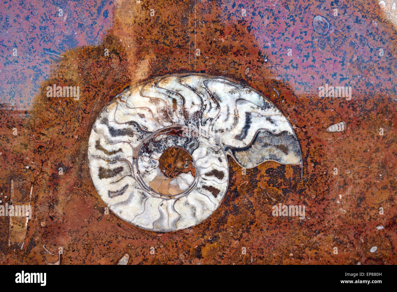 Nahaufnahme von Fossil eingebettet in Felsen. Ammoniten auf einem flachen Stein. Werkstatt in der Nähe von Erfoud. Sahara, Marokko Stockfoto