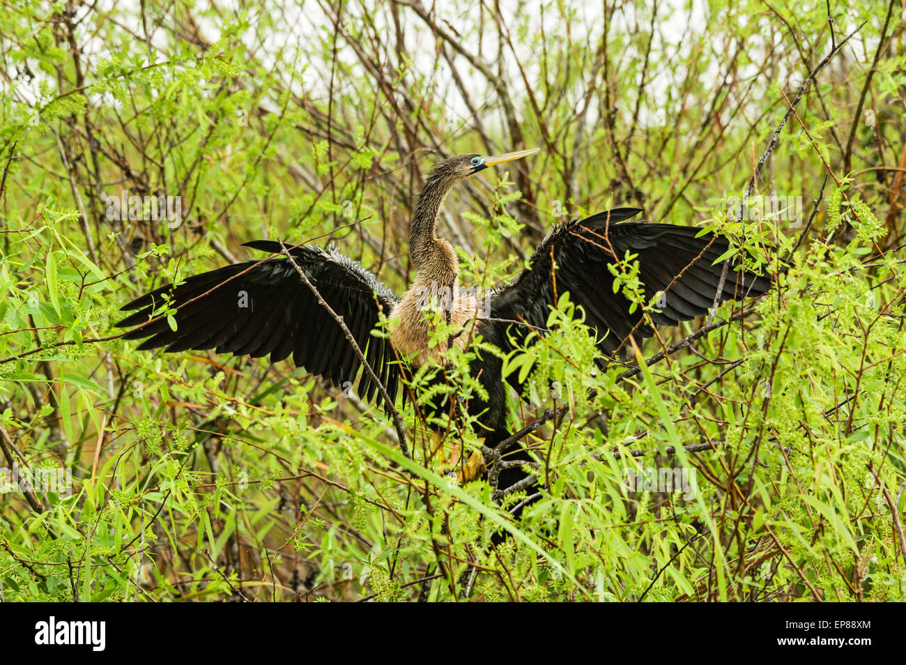 weibliche Anhinga oder Schlange Vogel versucht, seine Flügel in den Everglades im Regen trocken Stockfoto