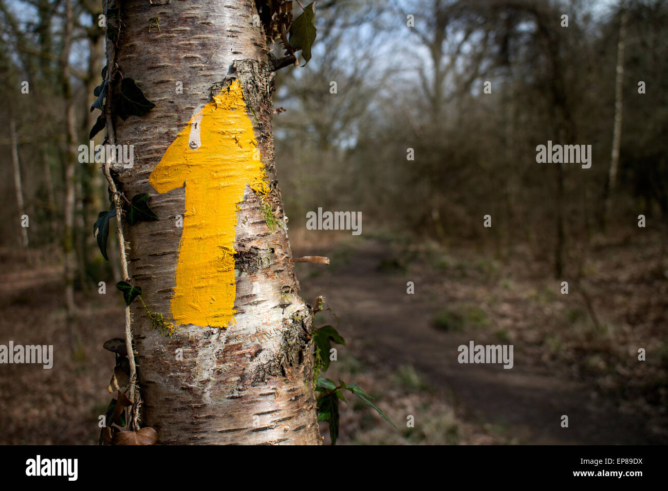 Wanderweg-Markierung am Baum, Wald des Dekans, Gloucestershire, UK Stockfoto