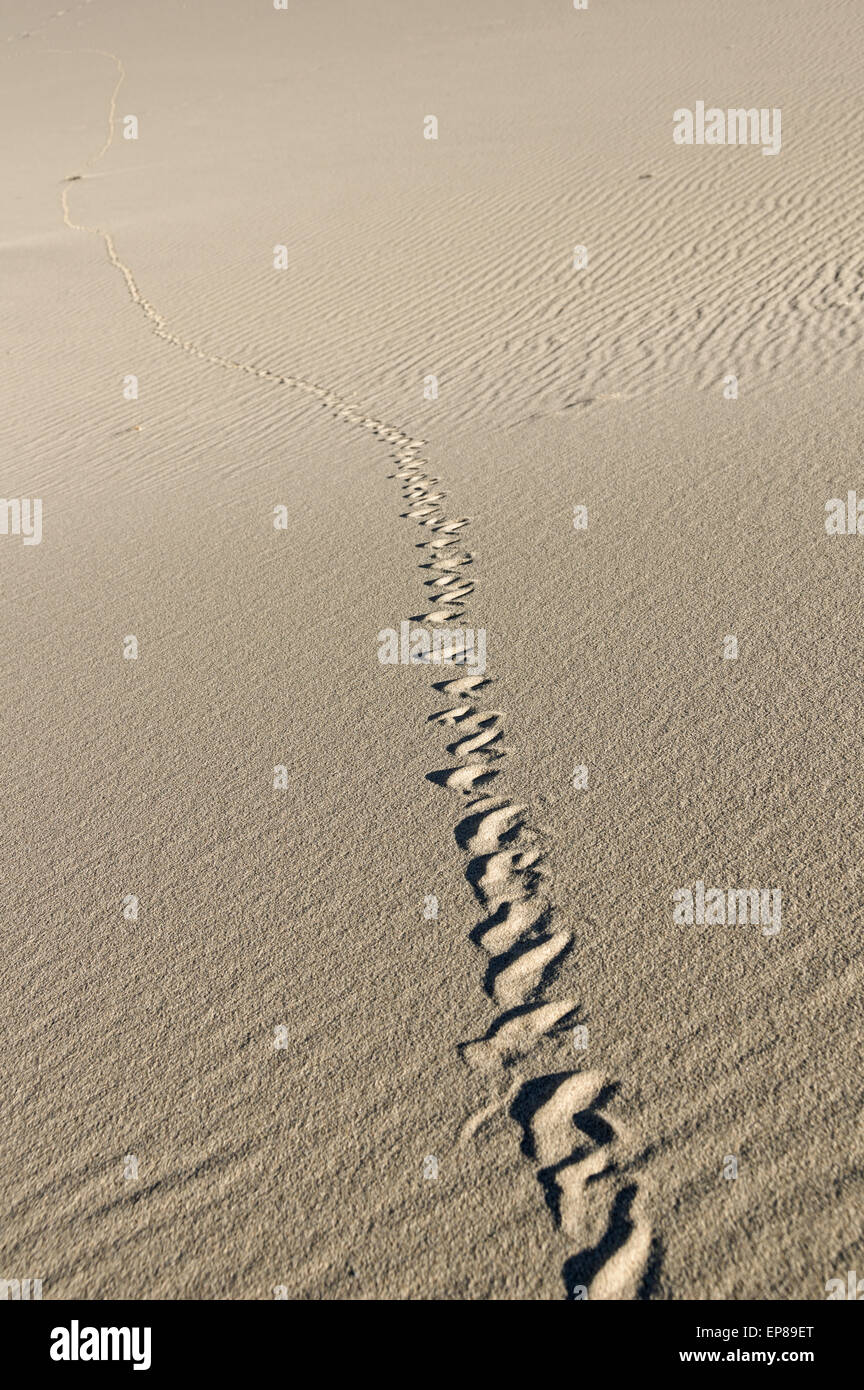 Schlange Spuren quer durch den Sand zu Eureka Dünen im Death Valley Nationalpark Stockfoto