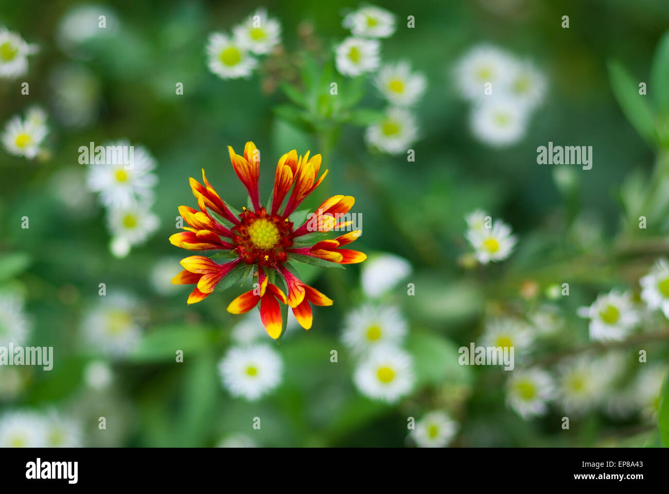 Blumenkarte - indische Decke Blume in Kamille Feld verloren. Stockfoto