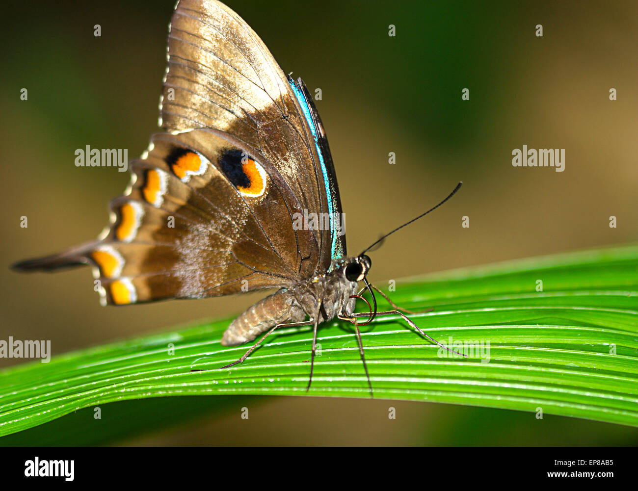 ein Close Up eines einzigen Schmetterlings Stockfoto