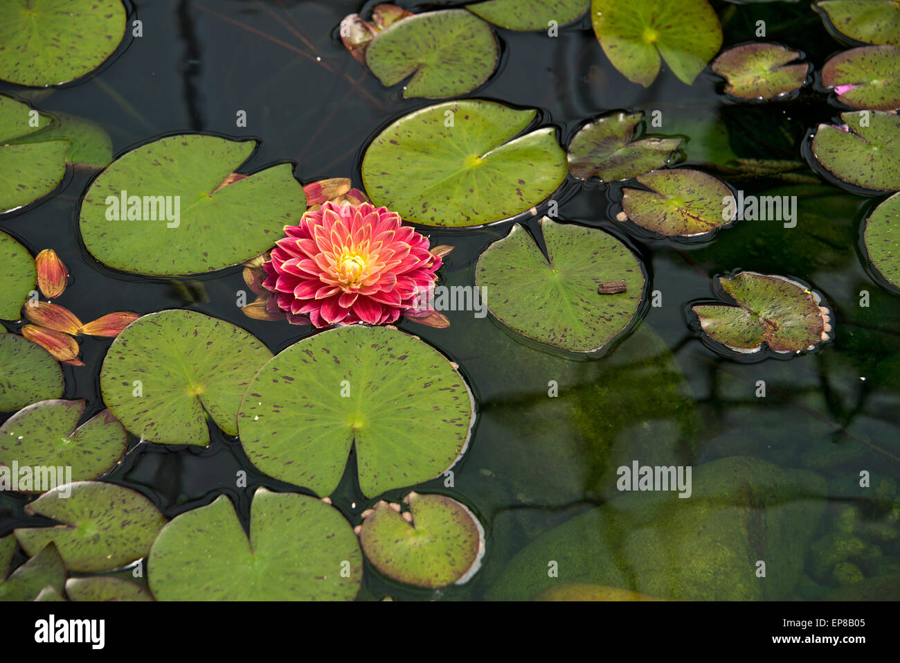 Schwebende rote Dahlien in einen Teich mit Seerosen. Stockfoto