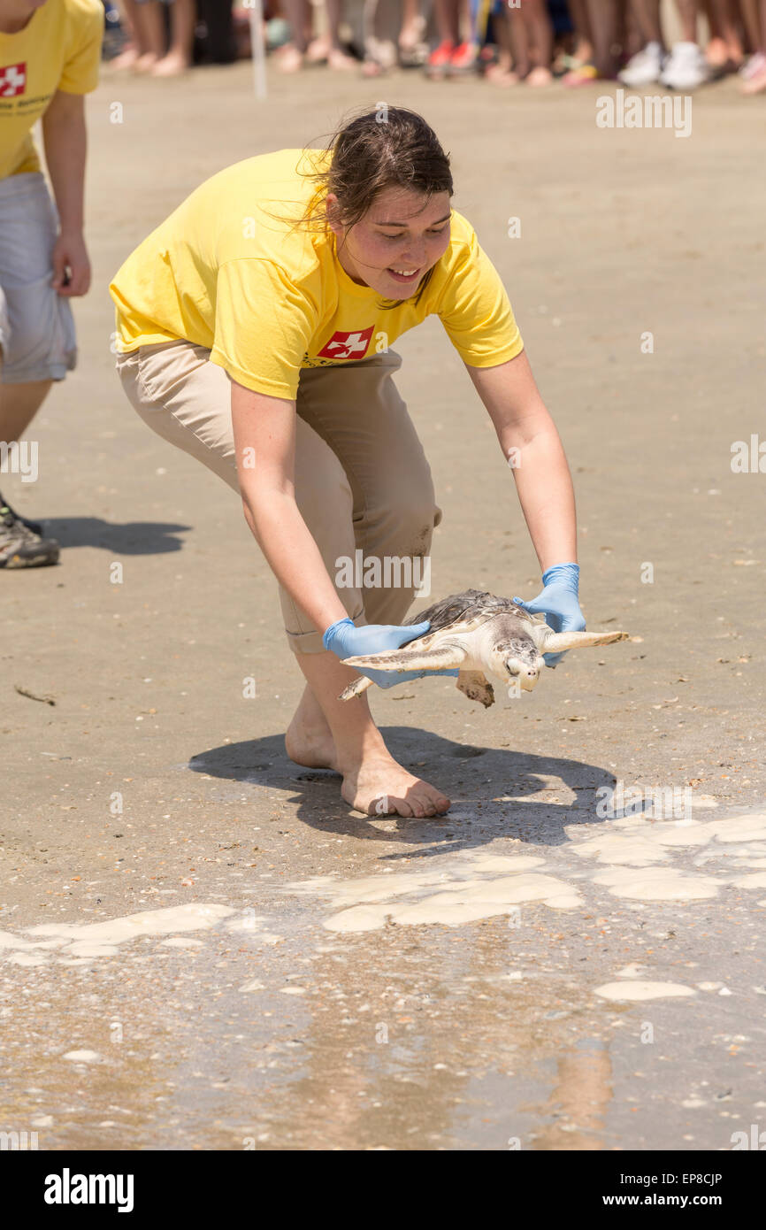 Charleston, South Carolina, USA. 14. Mai 2015. Eine freiwillige kehrt zurück, einem sanierten Kemp Ridley Meeresschildkröten in den Atlantischen Ozean während der Veröffentlichung von Meeresschildkröten gerettet 14. Mai 2015 in Isle of Palms, South Carolina. Die Schildkröten wurden entlang der Küste gerettet und rehabilitiert von der Meeresschildkröte Krankenhaus im South Carolina Aquarium in Charleston. Stockfoto