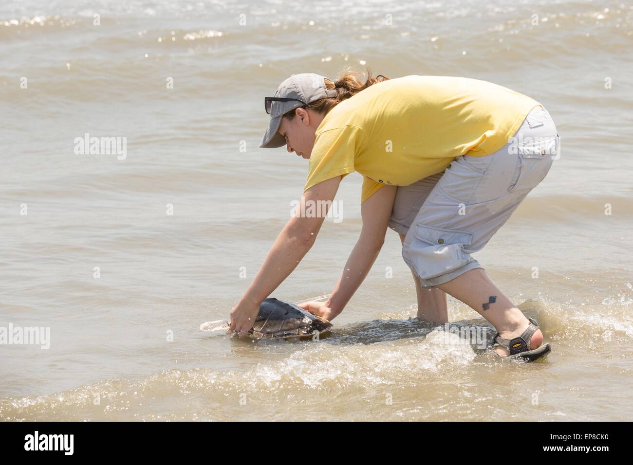 Charleston, South Carolina, USA. 14. Mai 2015. Eine freiwillige kehrt zurück, einem sanierten Kemp Ridley Meeresschildkröten in den Atlantischen Ozean während der Veröffentlichung von Meeresschildkröten gerettet 14. Mai 2015 in Isle of Palms, South Carolina. Die Schildkröten wurden entlang der Küste gerettet und rehabilitiert von der Meeresschildkröte Krankenhaus im South Carolina Aquarium in Charleston. Stockfoto