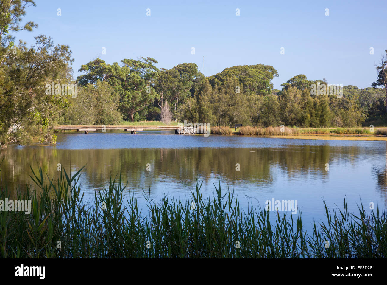See im Wald Stockfoto