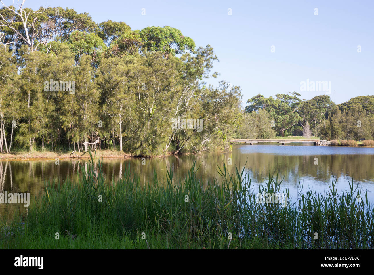 See im Wald Stockfoto