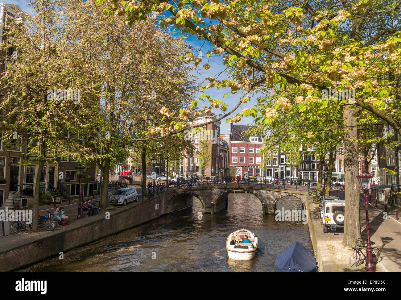 Amsterdam-Ulmen mit Samen an der Leidsegracht-Kanal im Frühjahr. Kanal-Bank aus der Fehler in unserer Stars TFiOS auf der linken Seite. Stockfoto
