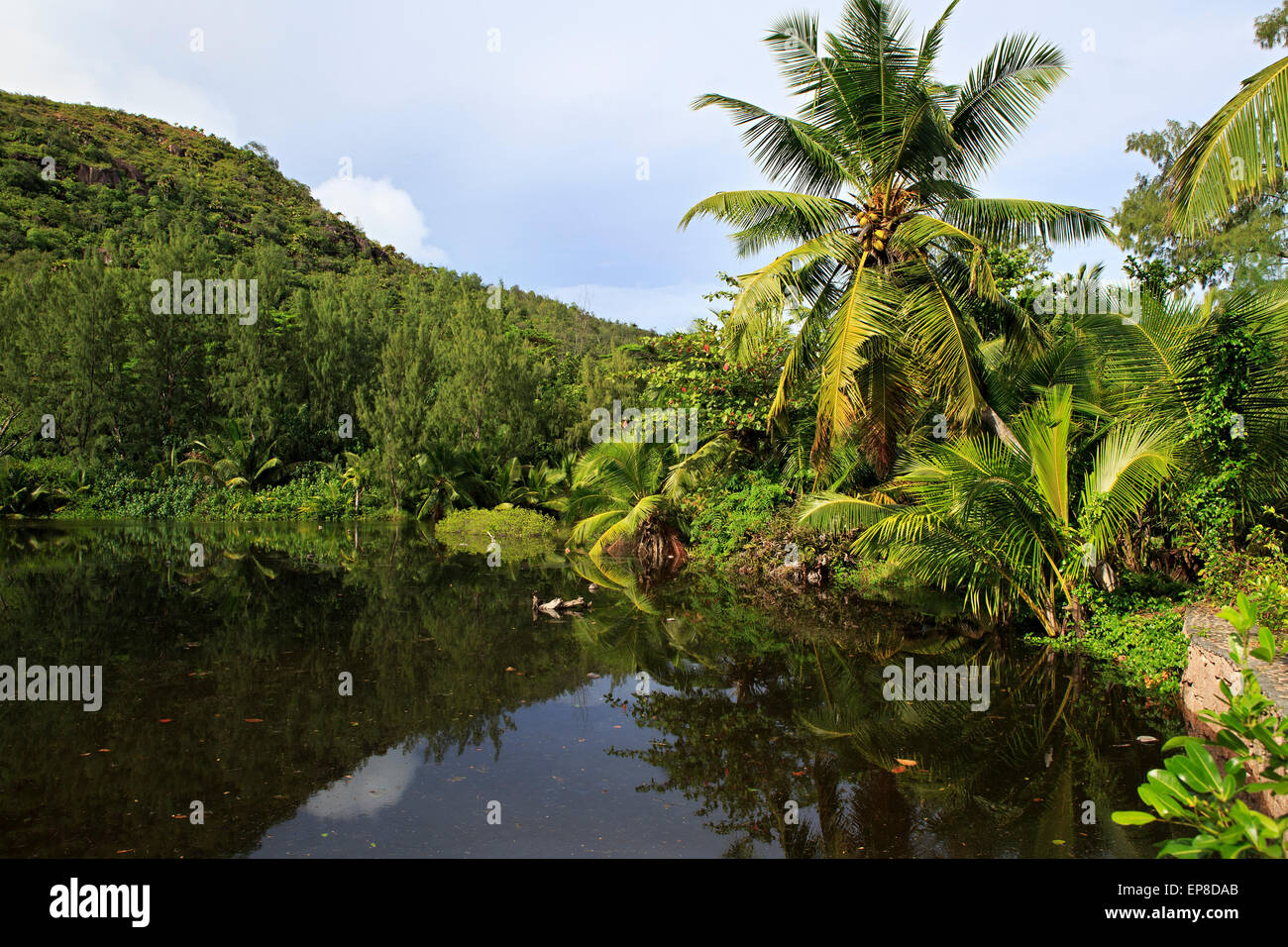 Schöner See mit Palmen in der Nähe von Le Chevalier Bay Guesthouse Stockfoto