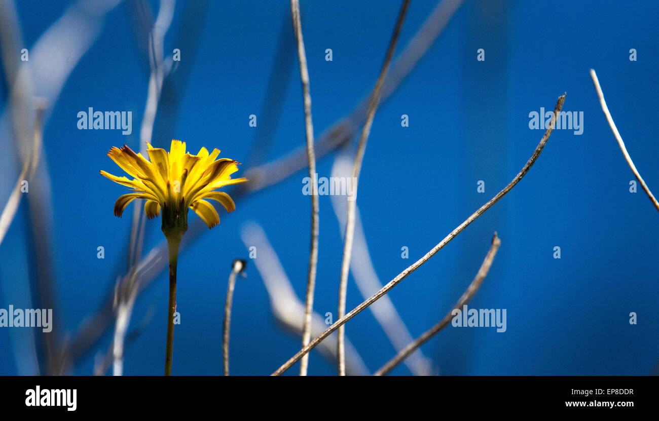 Gelbe Wildblumen auf Mt. Tamalpais Stockfoto