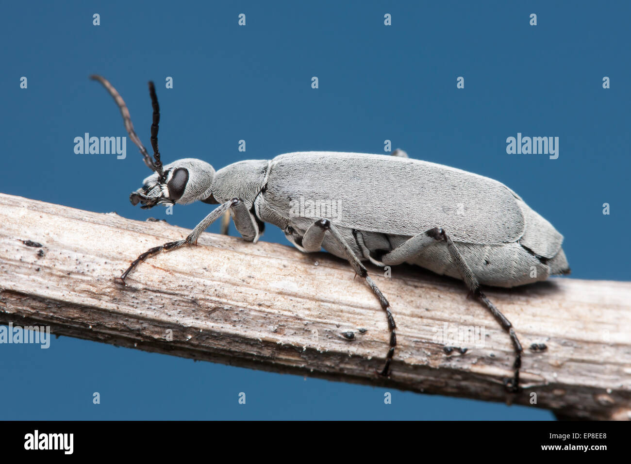 Ein Florida Blister Käfer (Epicauta Floridensis) sitzt auf einem Zweig. Stockfoto