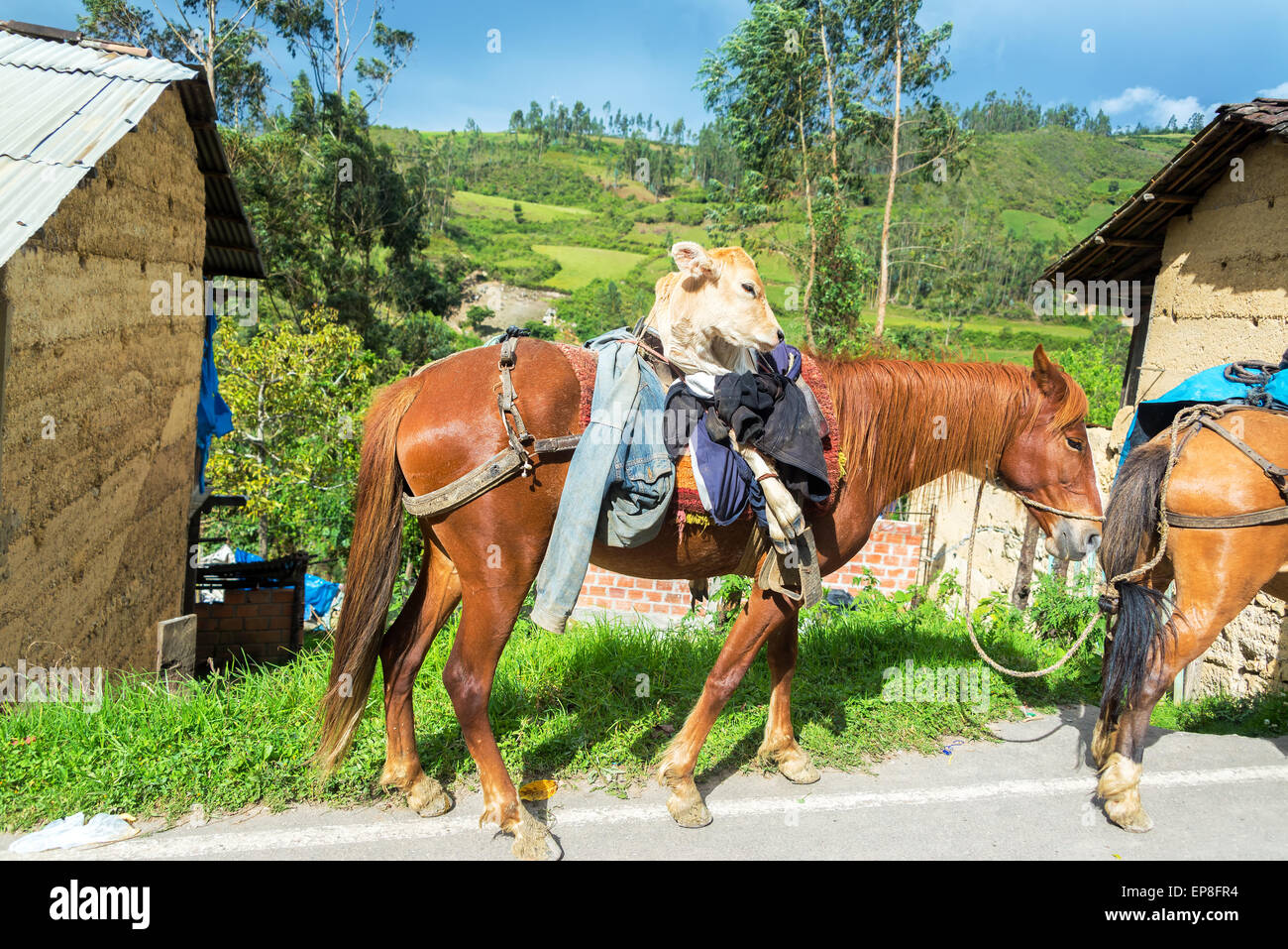 Eine Kuh auf einem Pferd in der Nähe von Chachapoyas, Peru Stockfoto