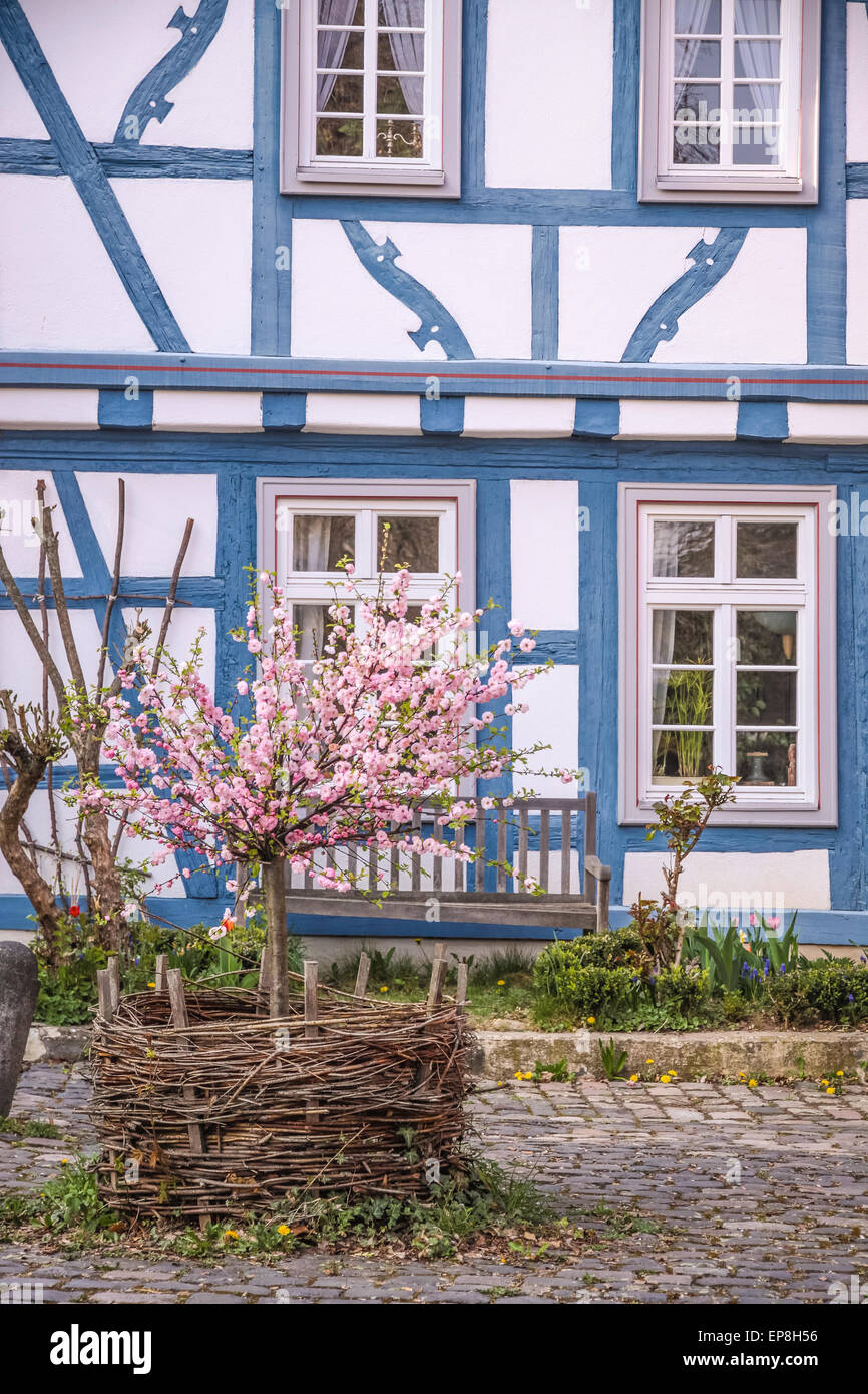 Cherry Blossom Busch vor blauen Fachwerkhaus in Eltville, Rheingau, Hessen, Deutschland Stockfoto