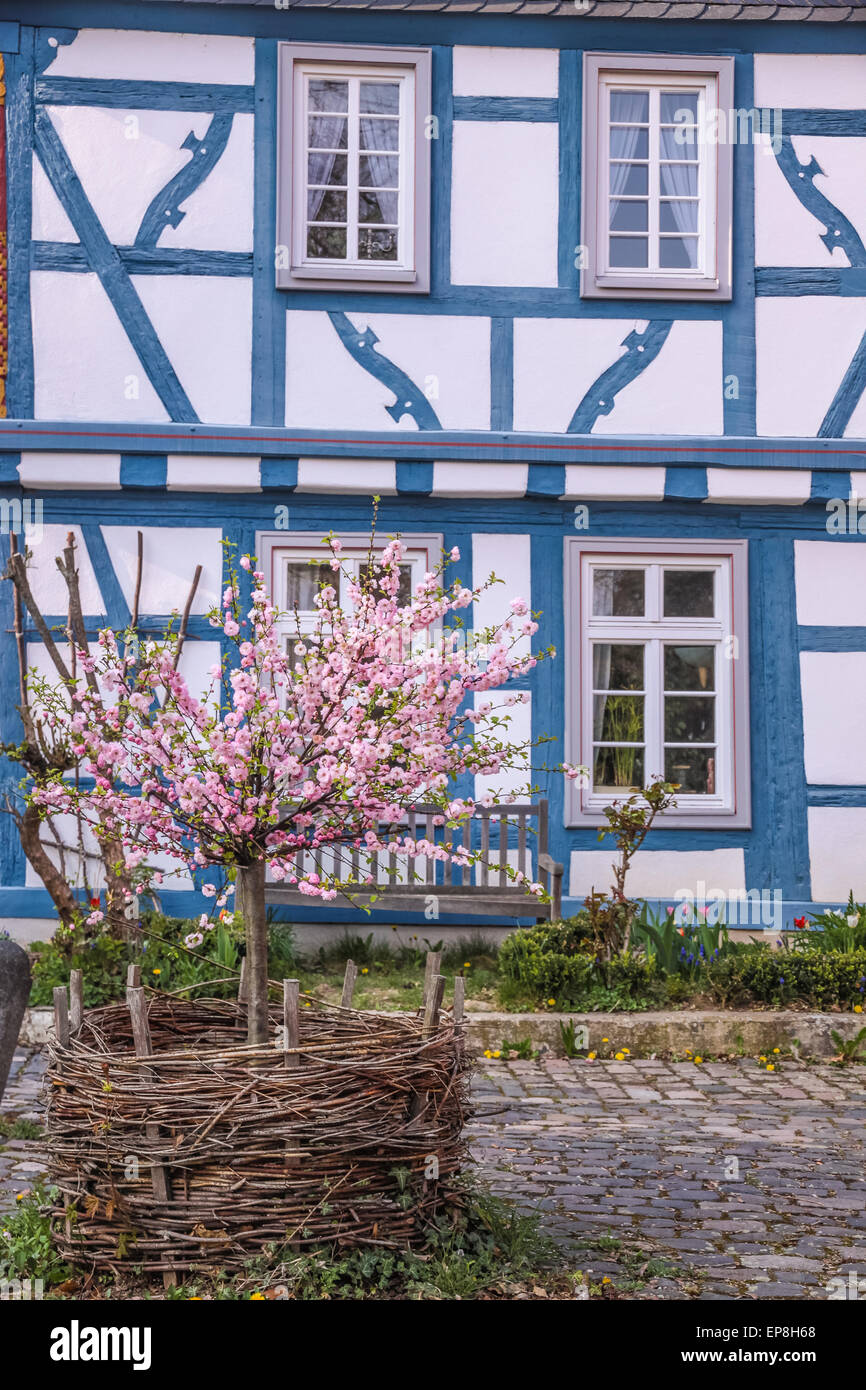 Cherry Blossom Busch vor blauen Fachwerkhaus in Eltville, Rheingau, Hessen, Deutschland Stockfoto