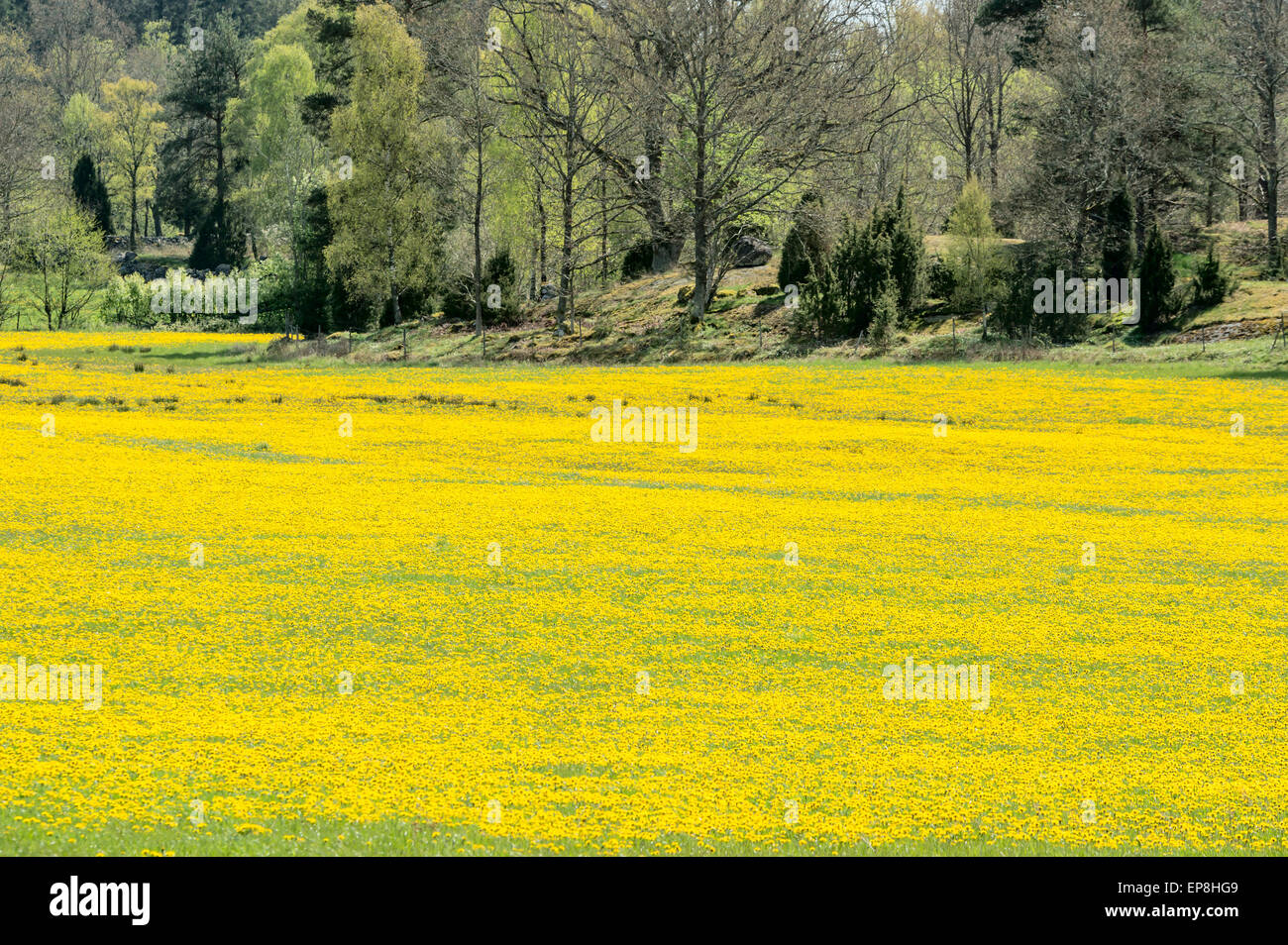 Taraxacum Officinale, dem gemeinsamen Löwenzahn. Hier in großer Zahl in einem Feld nahe am Wald hinter gesehen. Es ist Frühling und th Stockfoto