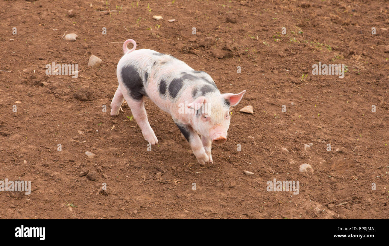 Junge baby Ferkel mit schwarzen Flecken in einem Feld Stockfoto