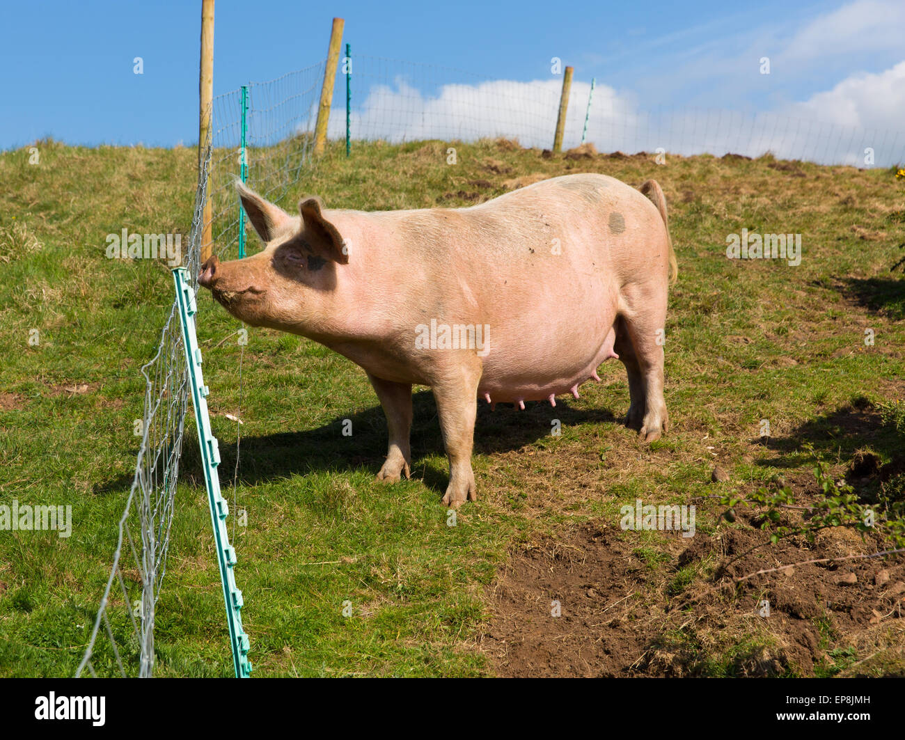 Weibliches Schwein mit Teets in ein Feld zu säen Stockfoto